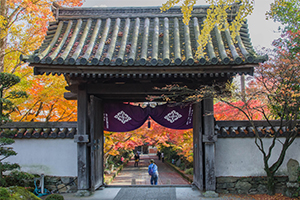 山口市 龍福寺の紅葉がスゴイことになってた 山口県の出張カメラマン長谷川涼太