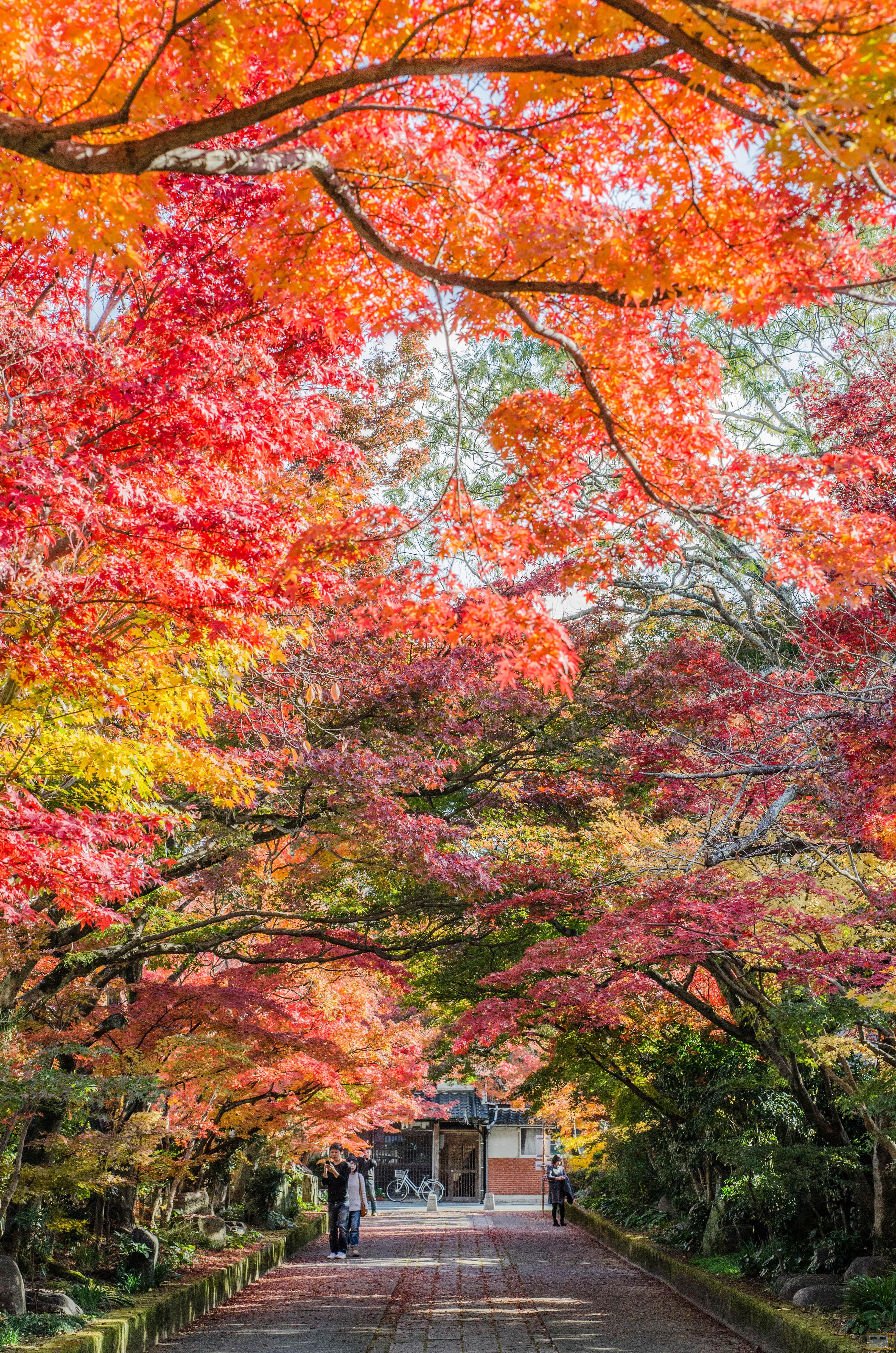 山口市 龍福寺の紅葉がスゴイことになってた 山口県の出張カメラマン長谷川涼太