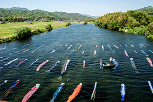 防府市佐波川を流れる水中鯉のぼりを紹介しよう。
