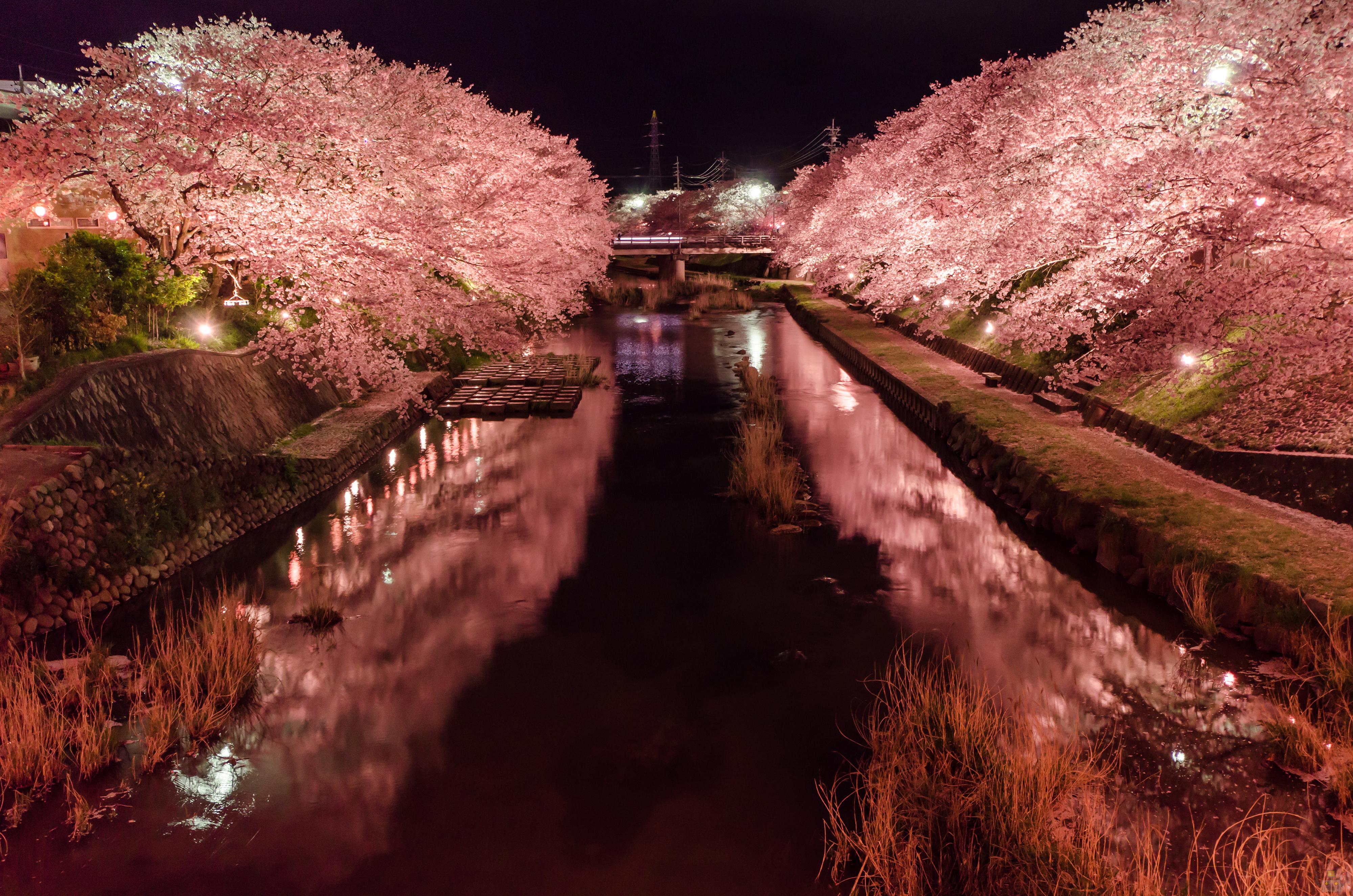 美祢さくら公園で夜桜撮ってきたよ 山口県の出張カメラマン長谷川涼太