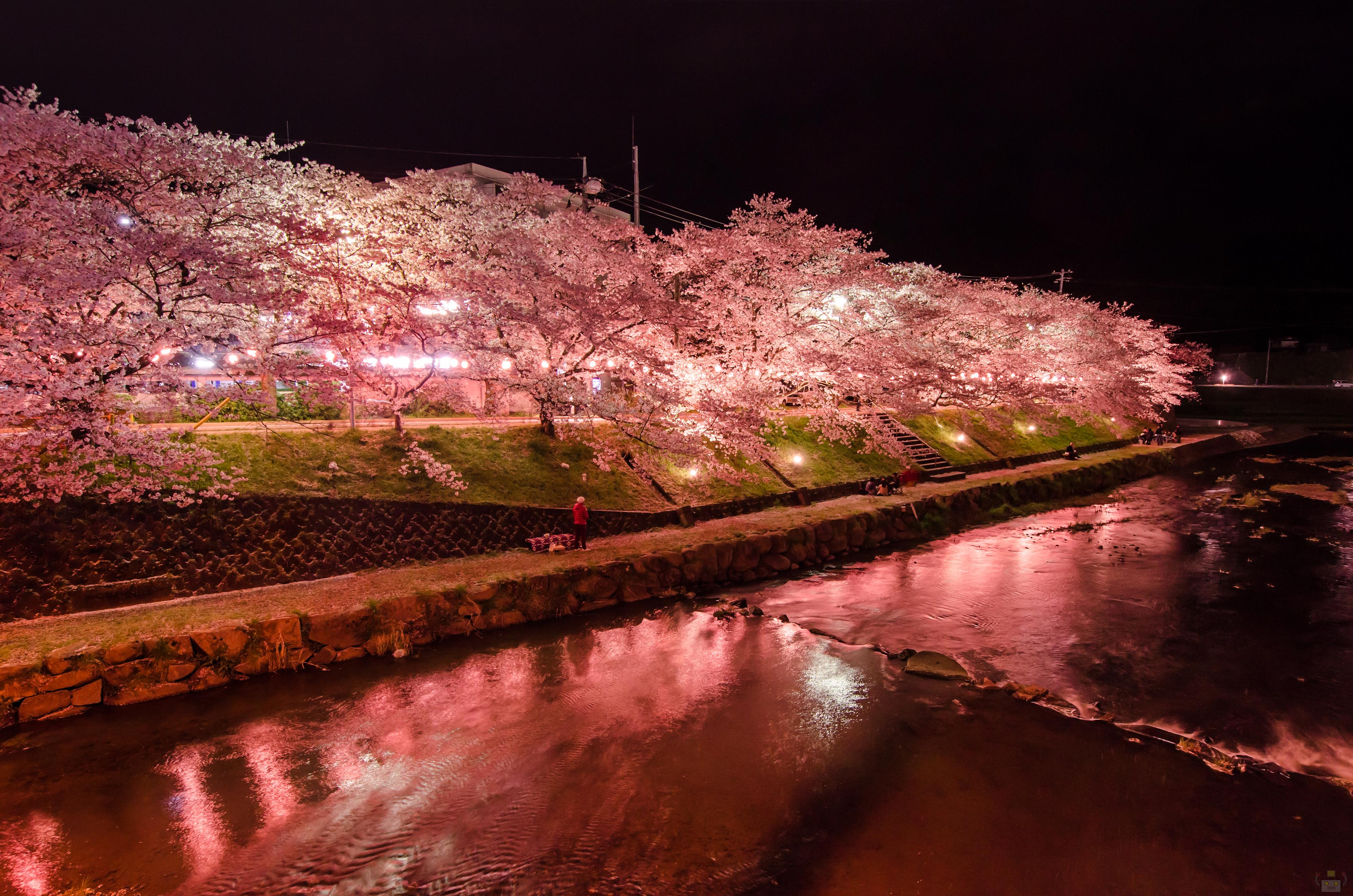 美祢さくら公園で夜桜撮ってきたよ 山口県の出張カメラマン長谷川涼太