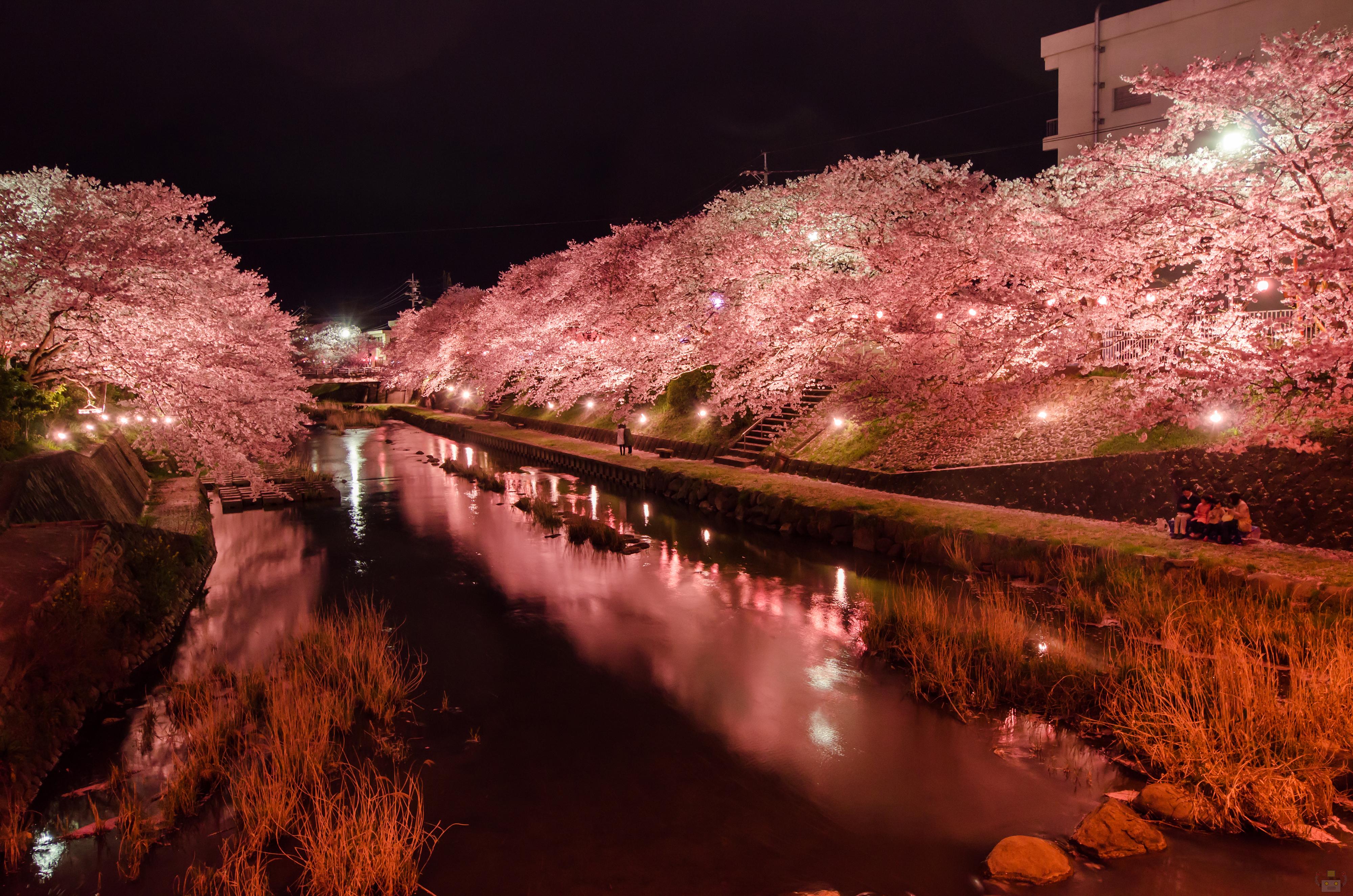 美祢さくら公園で夜桜撮ってきたよ 山口県の出張カメラマン長谷川涼太