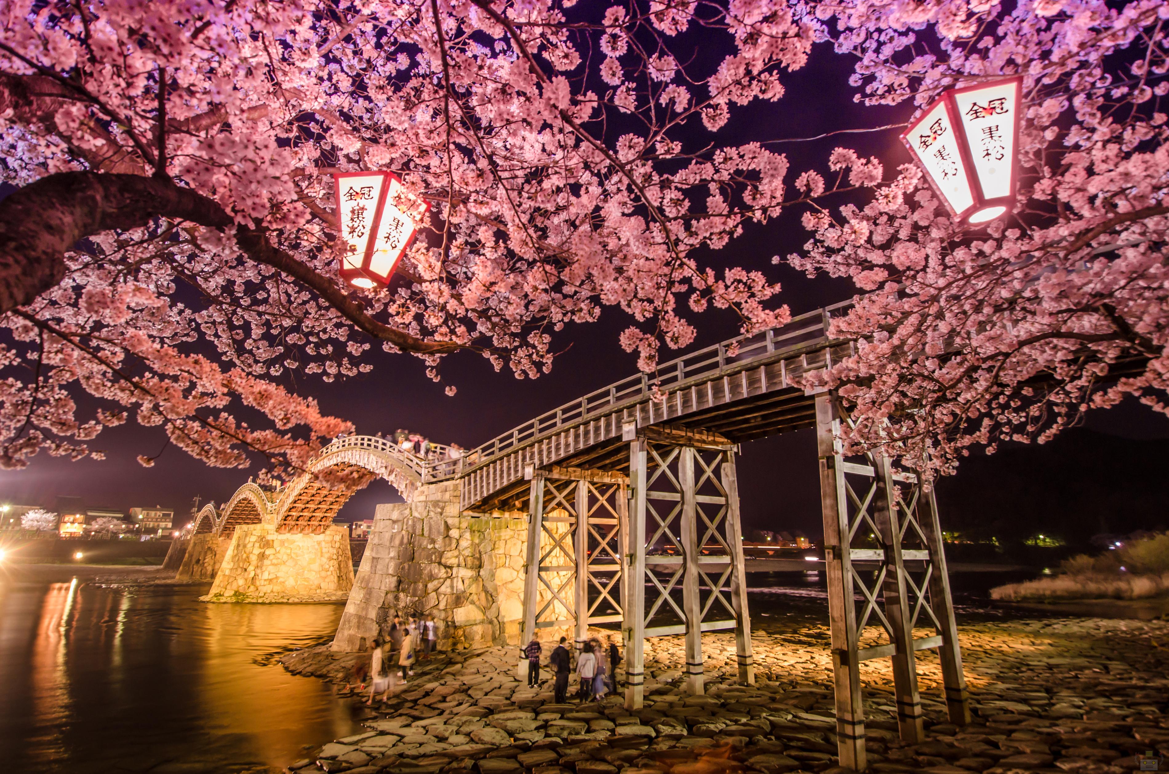 岩国の錦帯橋で夜桜撮ってきたよ 山口県の出張カメラマン長谷川涼太