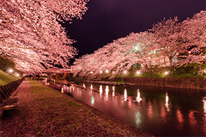 美祢さくら公園で夜桜撮ってきたよ！