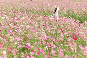 花の海のコスモス畑と埴生漁港のお祝い花火大会行ってきた 山口県の出張カメラマン長谷川涼太